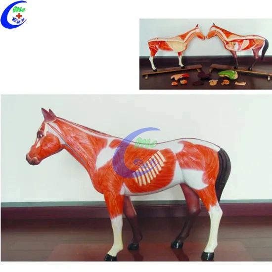 Cow and Other Animal Simulation Anatomical Model