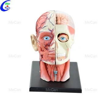 人体解剖トレーニング用4Dモデル
